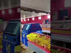 Farmrob 99,8% Keakuratan Intelligent Egg Counter 25W 220V 50HZ ISO9001 Disetujui