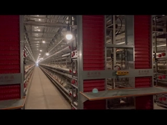 Sistem Kandang Ayam Tipe H Layer yang sepenuhnya otomatis tahan korosi