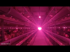 Tingkat Kerusakan Rendah Sistem Pakan Unggas Kontrol Tepat Untuk Peternakan Ayam Pullet