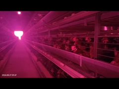 Sistem Penghapusan Kotoran Unggas Otomatis Ruang Besar Untuk Kandang Baterai Ayam Breeder