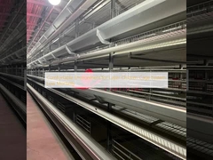 Lingkungan yang Nyaman untuk Sistem Kandang Ayam Lapisan Kematian Rendah