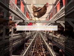 Sistem Bebas Kandang Multi-lapis dengan Platform Gerakan yang Cukup