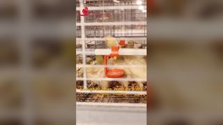 Tinggi tingkat 700 mm