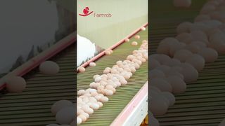 perampok pertanian | Sistem pengumpulan telur yang stabil dirancang dan diproduksi oleh Farmrob #poultryfarm #chicken