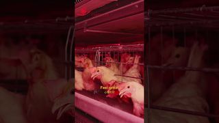 perampok pertanian | Kehidupan ayam yang bahagia #poultryfarm #manufacturing #