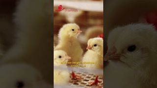 perampok pertanian | Sistem pemberian makan dan minum otomatis untuk ayam dara #farming #manufacturing #poultryfarm
