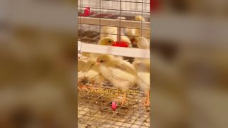 Kandang untuk anak ayam