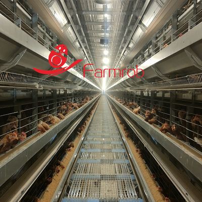 Fully Automatic H Type Layer Chicken Cage System Corrosion Resistant